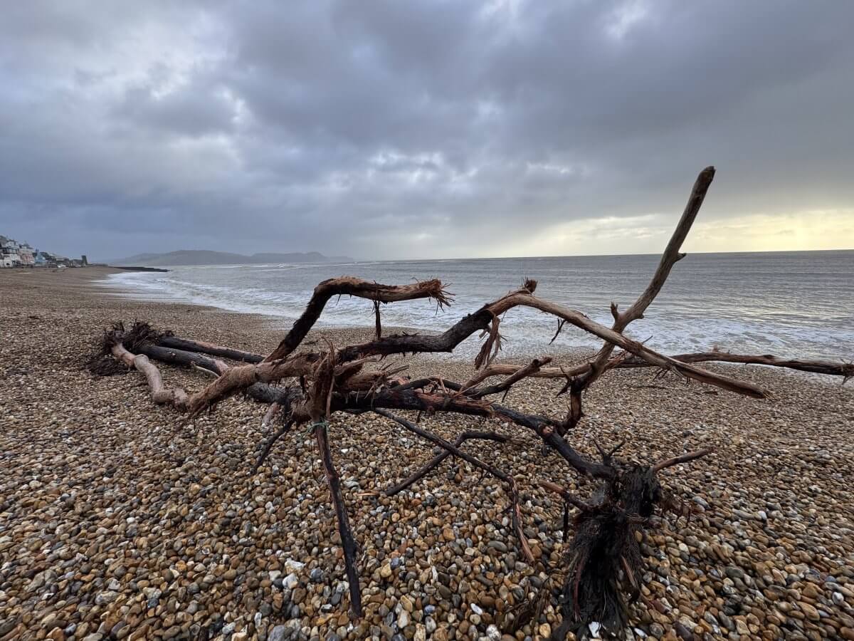 Image showing driftwood on the beach at Lyme Regis with Golden Cap in the background